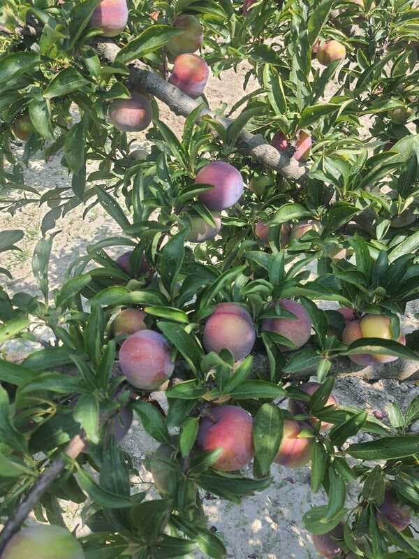 Fresh Prune black diamond