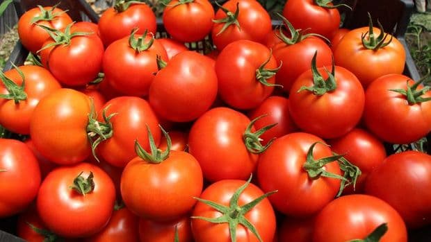 Russia increases tomato import quota from Turkey
