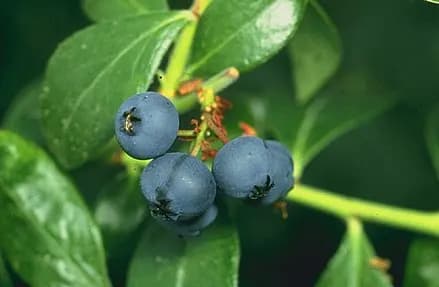 Fresh Blueberry