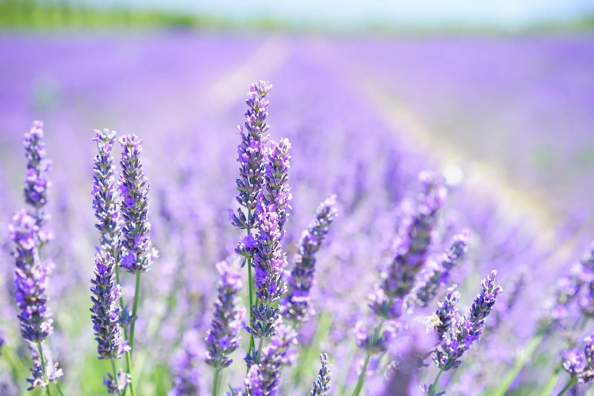 Lavender Intermedia Essential Oil