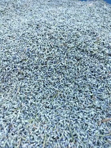 Lavender dried flower