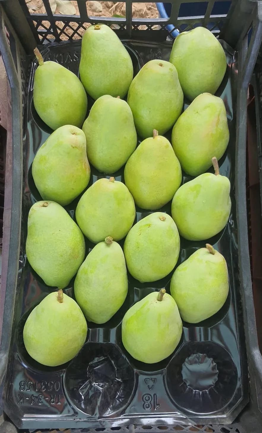 Fresh Pear Santa Maria