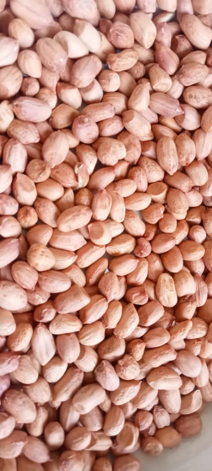 Peanut kernel
