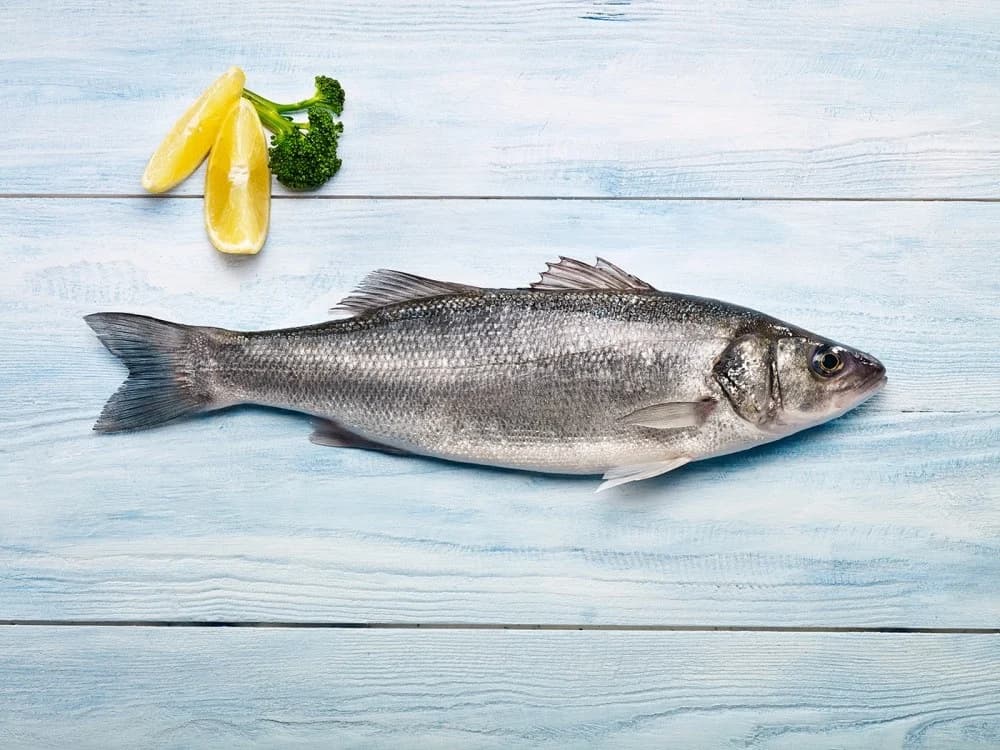Seabass European Seabass