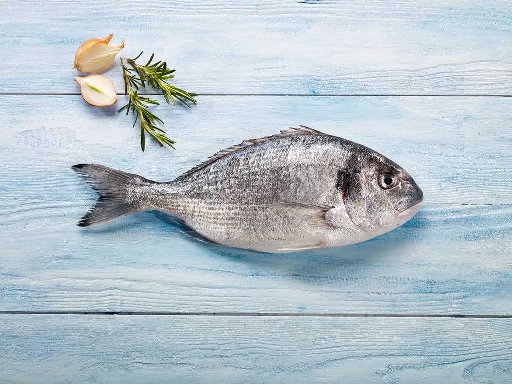 Seabream European Seabream