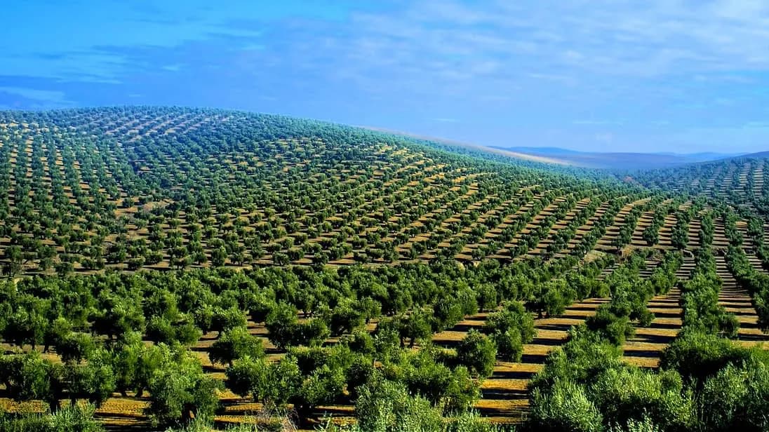 Europes Olive Oil Crisis and its Effects