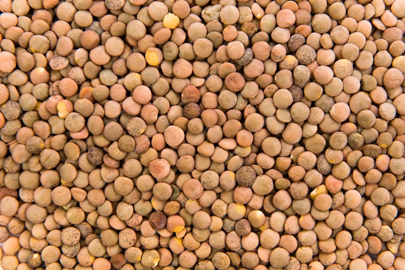 Brown Lentil