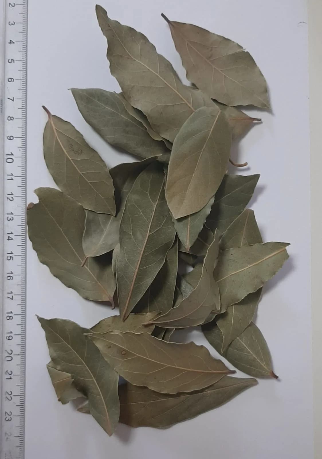 Organic laurel leaves bay leaves
