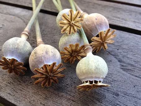 turkish poppy seed exports in 2023-2024 season