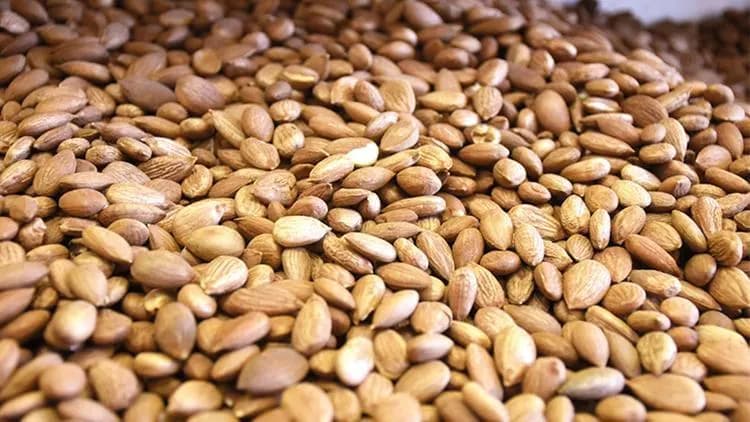 apricot kernels exports in 2024