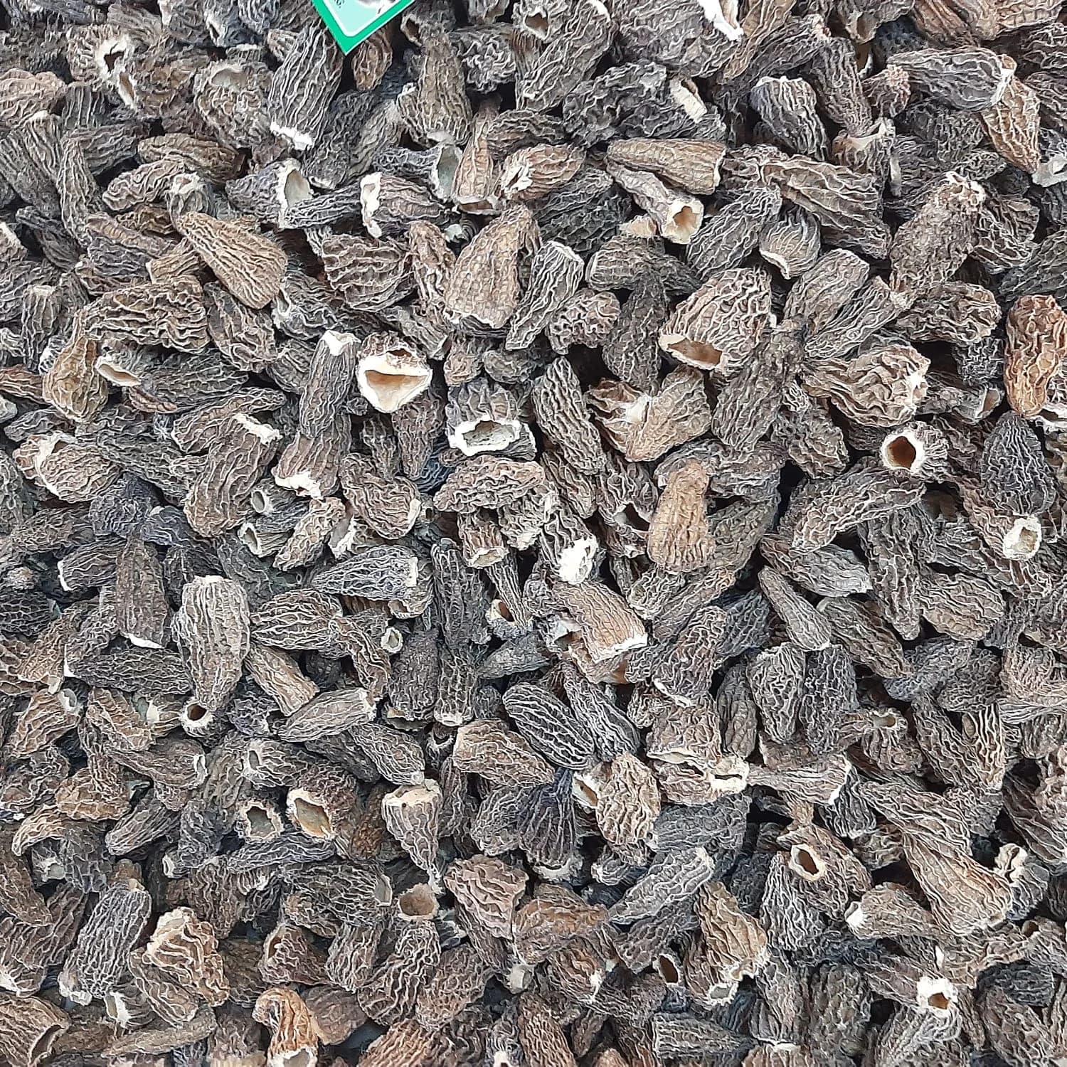 Morel Mushroom