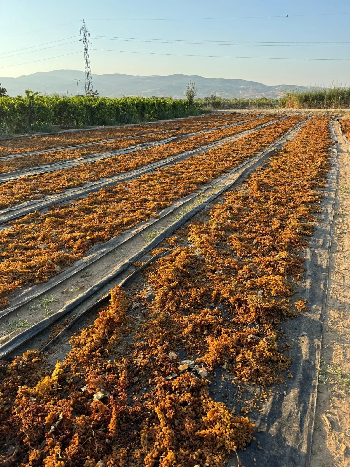 turkish sultana raisins 2024 crop details