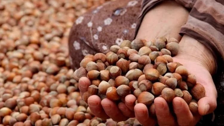 turkish hazelnut exports 2.3 billion dollars