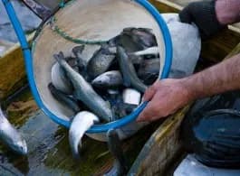 Trout