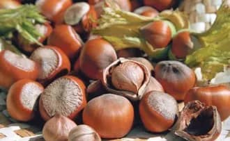 turkish hazelnut export between 01.09.2024 and 17.11.2024