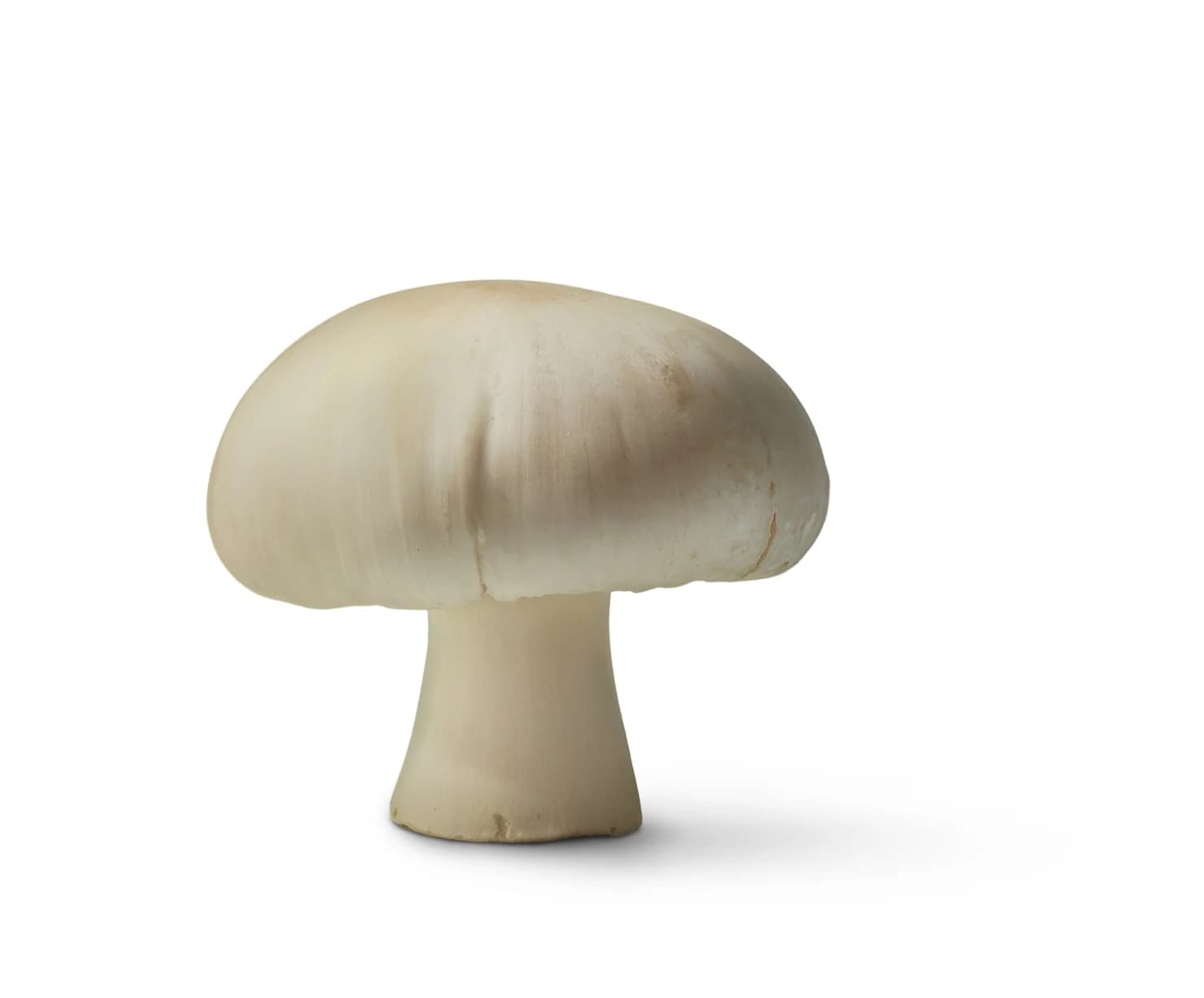 White Mushroom Agaricus Bisporus