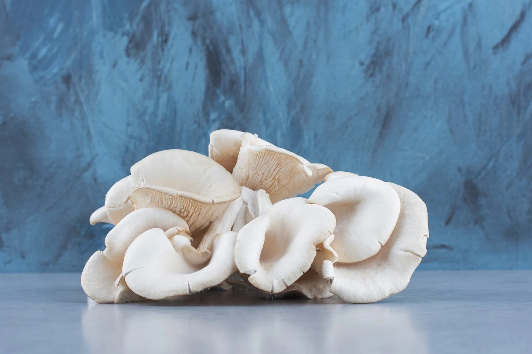 Oyster mushroom