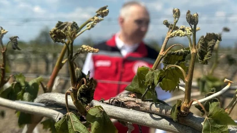 raisin sultana fields damaged by agricultural frost