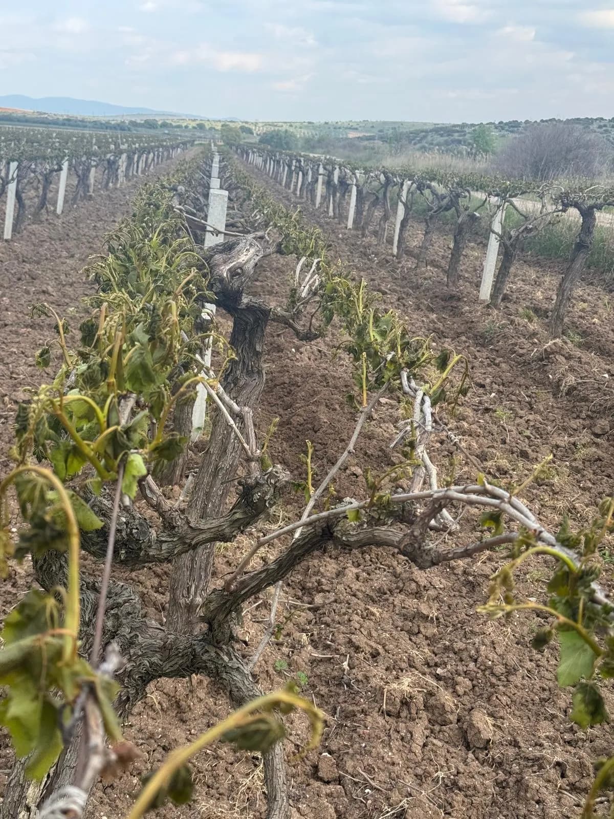 grapes-apricots and cherries were significantly damaged