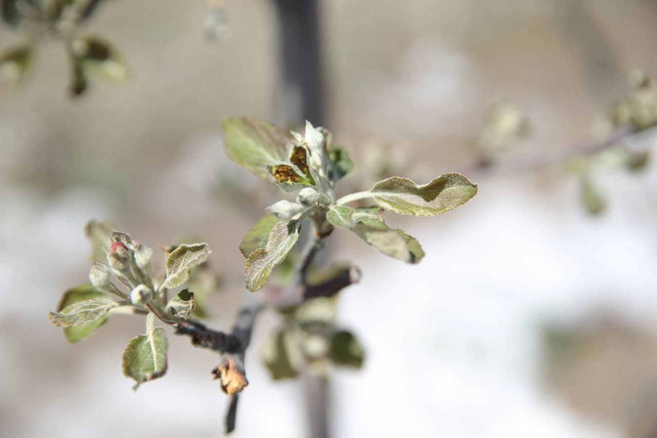 apple orchards are being damaged by cold weather