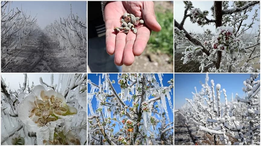 agricultural frost affected 36 provinces