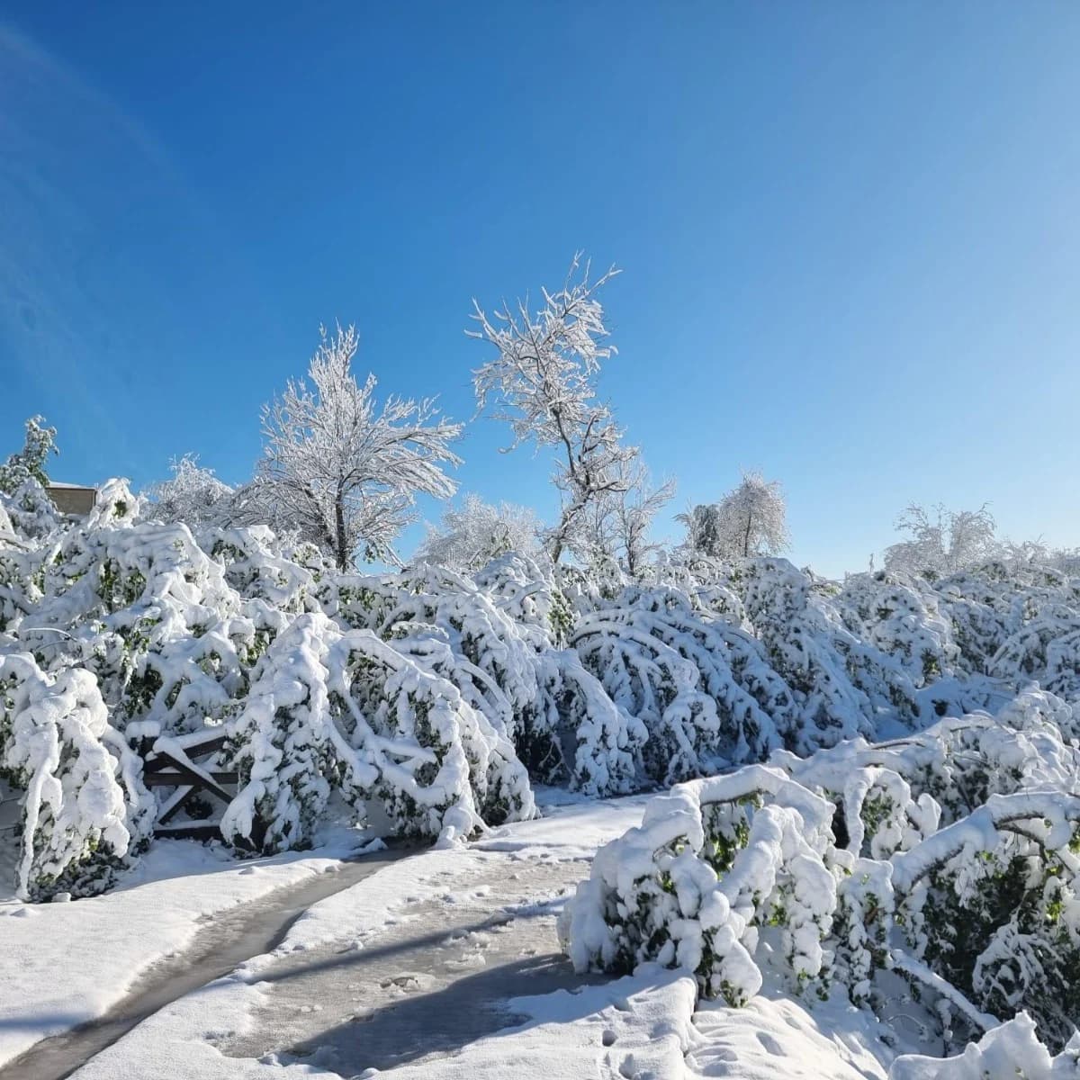 hazelnut gardens were negatively affected by agricultural frost
