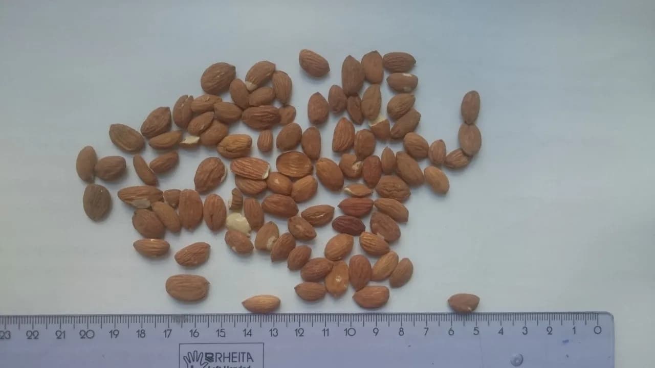 Discover the Unique Flavor and Benefits of Bitter Almond Kernels