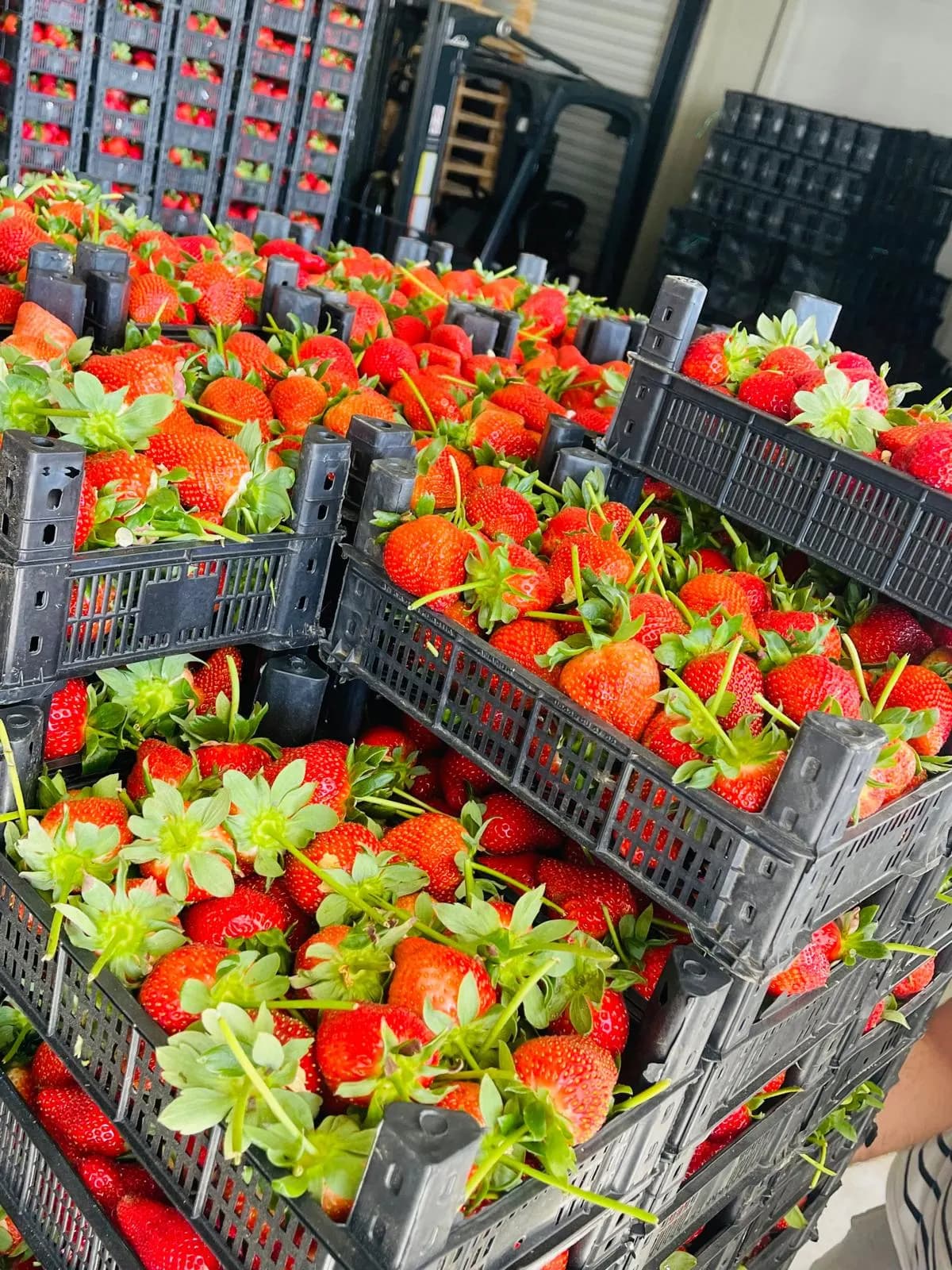 Fresh Strawberry 2kg
