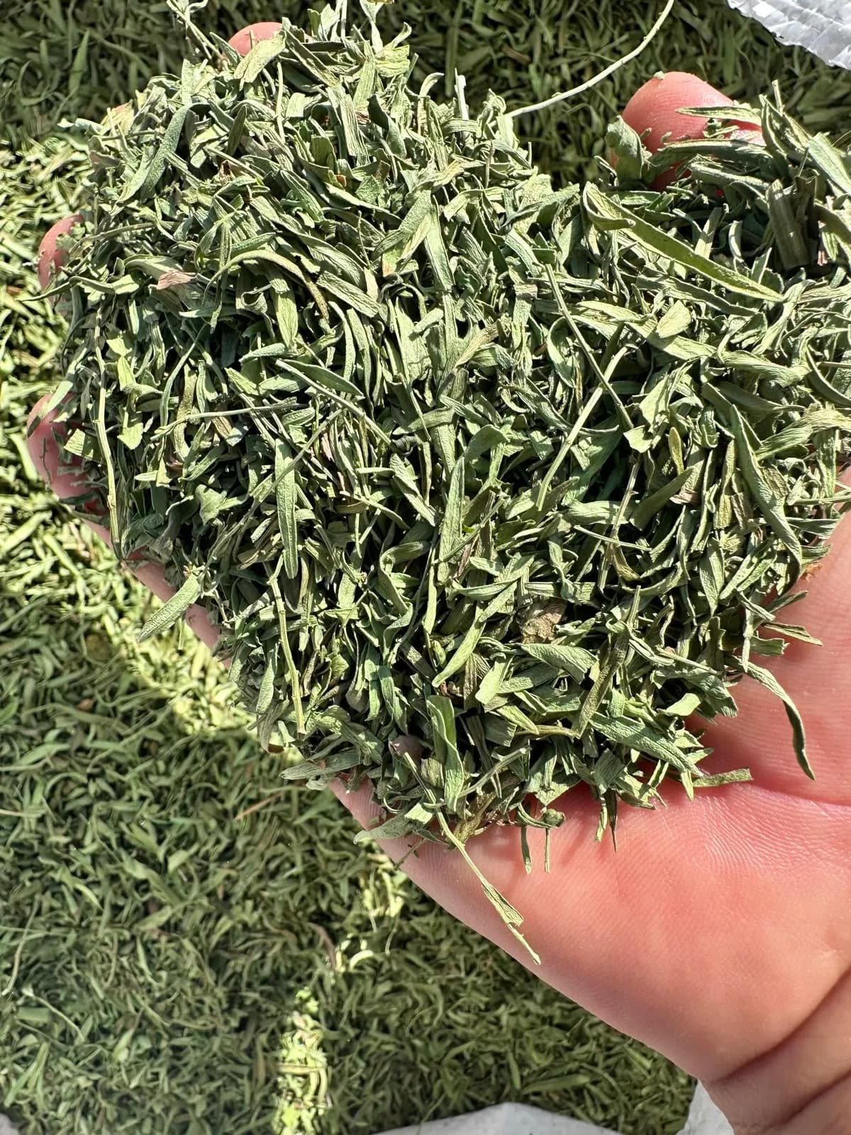 Tarragon
