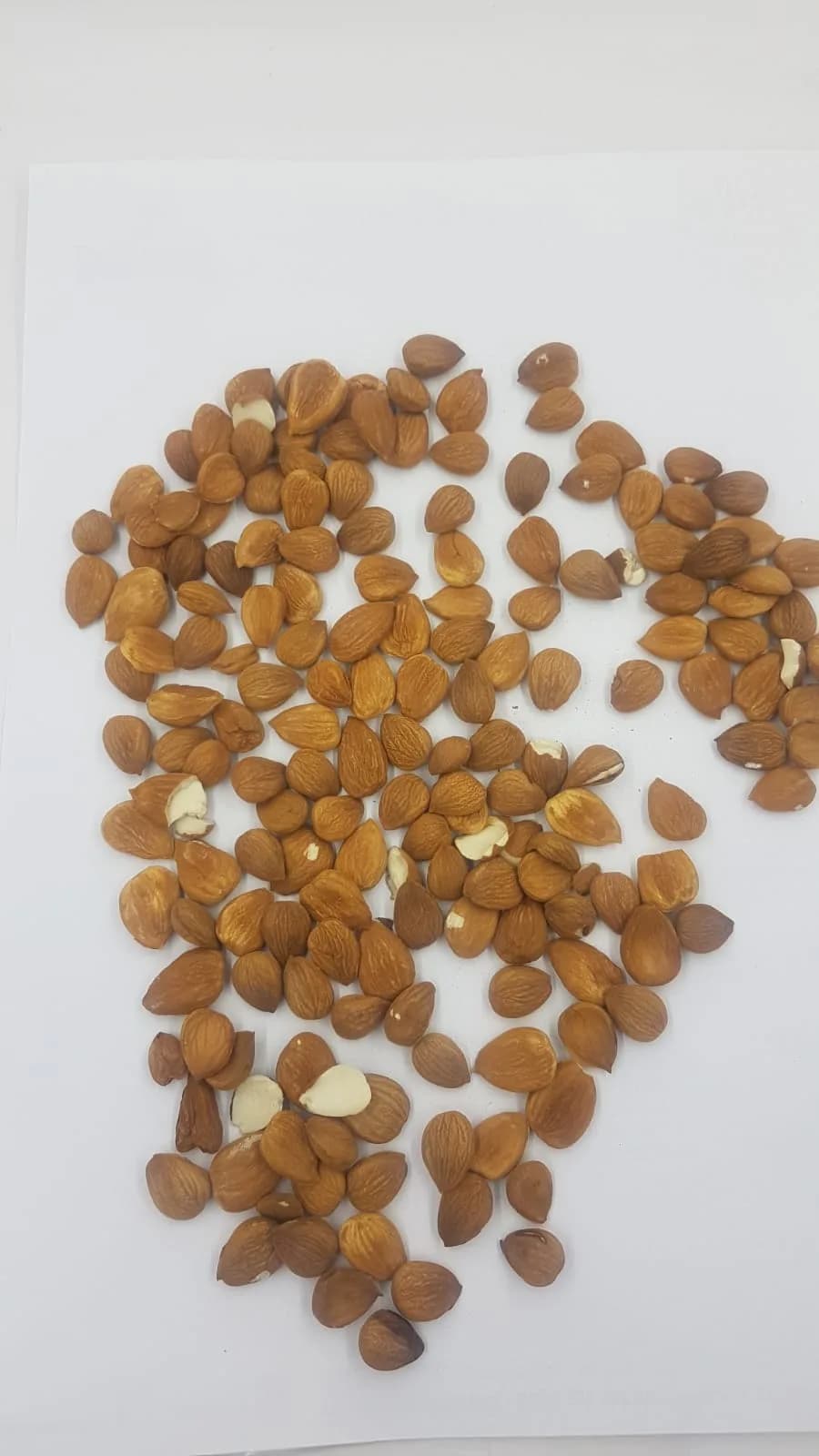 Bitter Apricot Seed