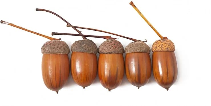 Oak Fruit