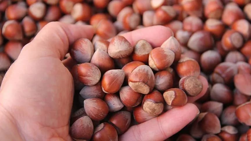 hazelnuts harvest 2025 yield determination