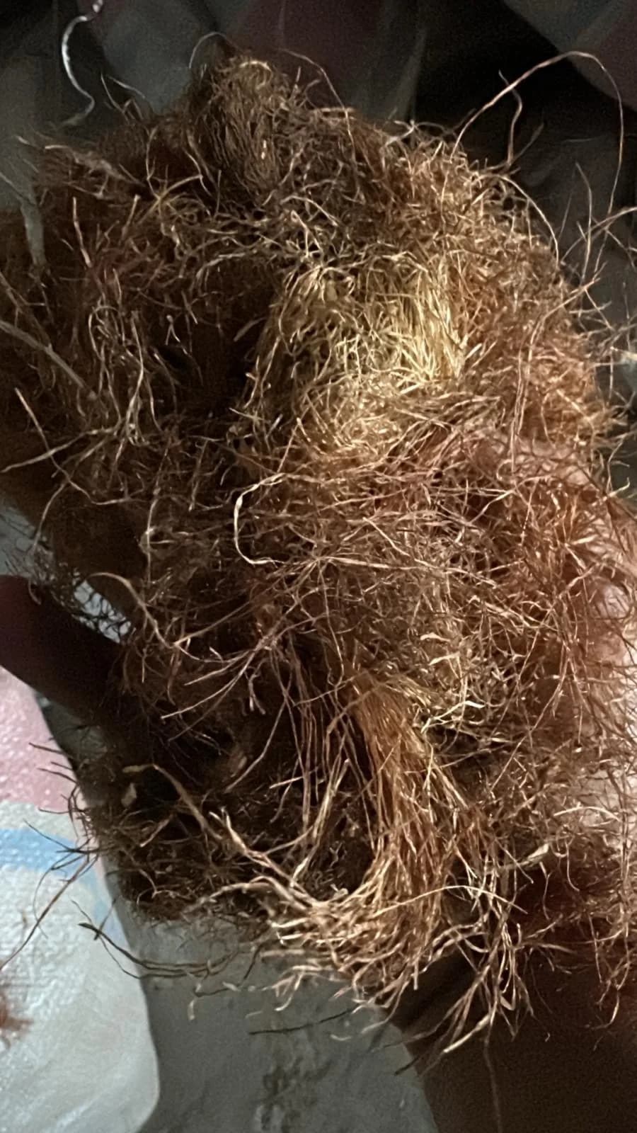 Corn Silk
