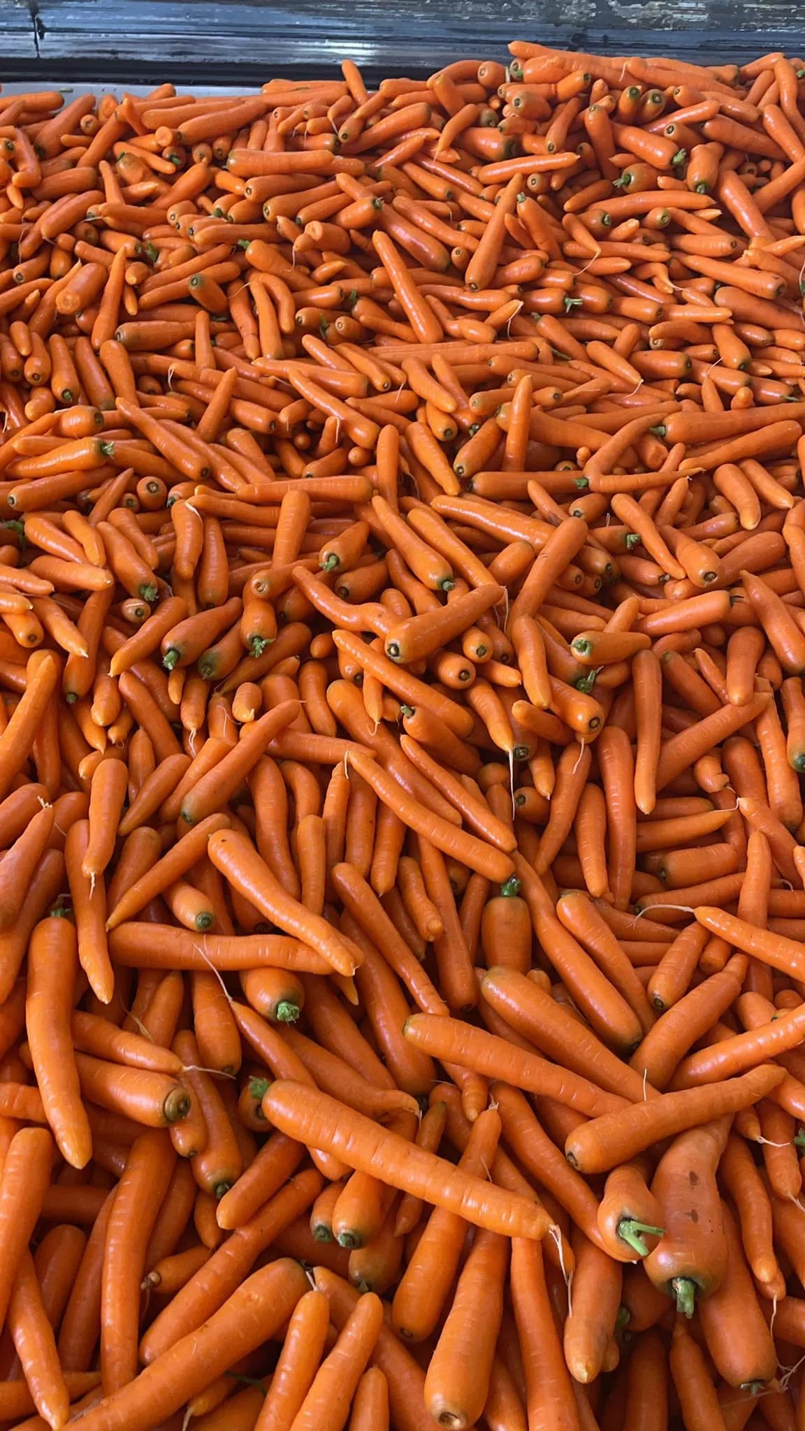 export of fresh carrots apples and kiwis to the arab republic of Egypt