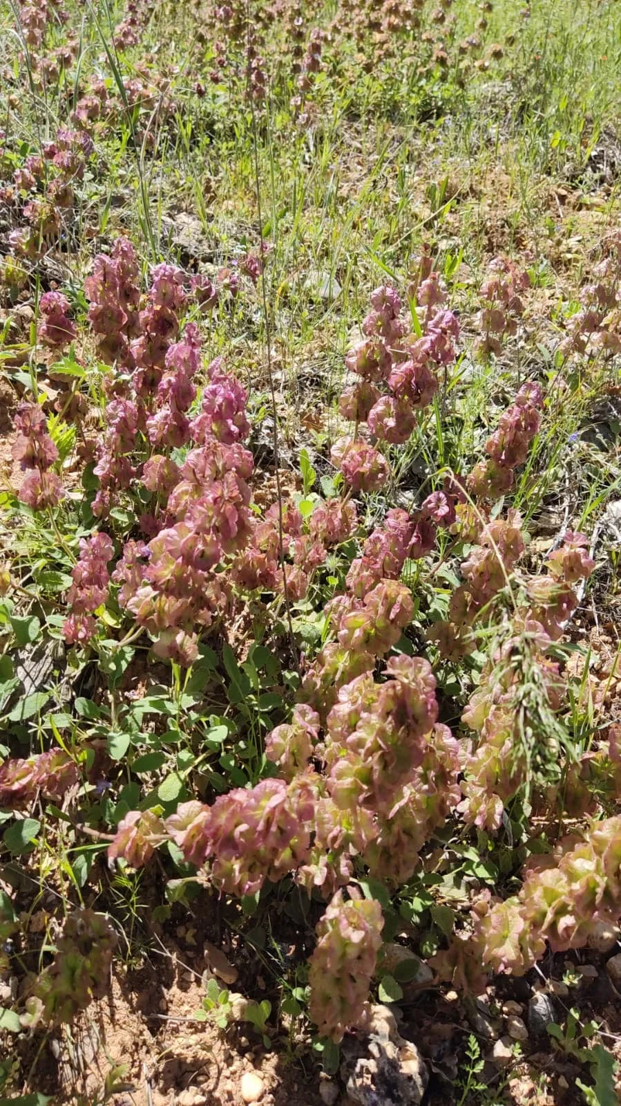 Shell Flower Sage
