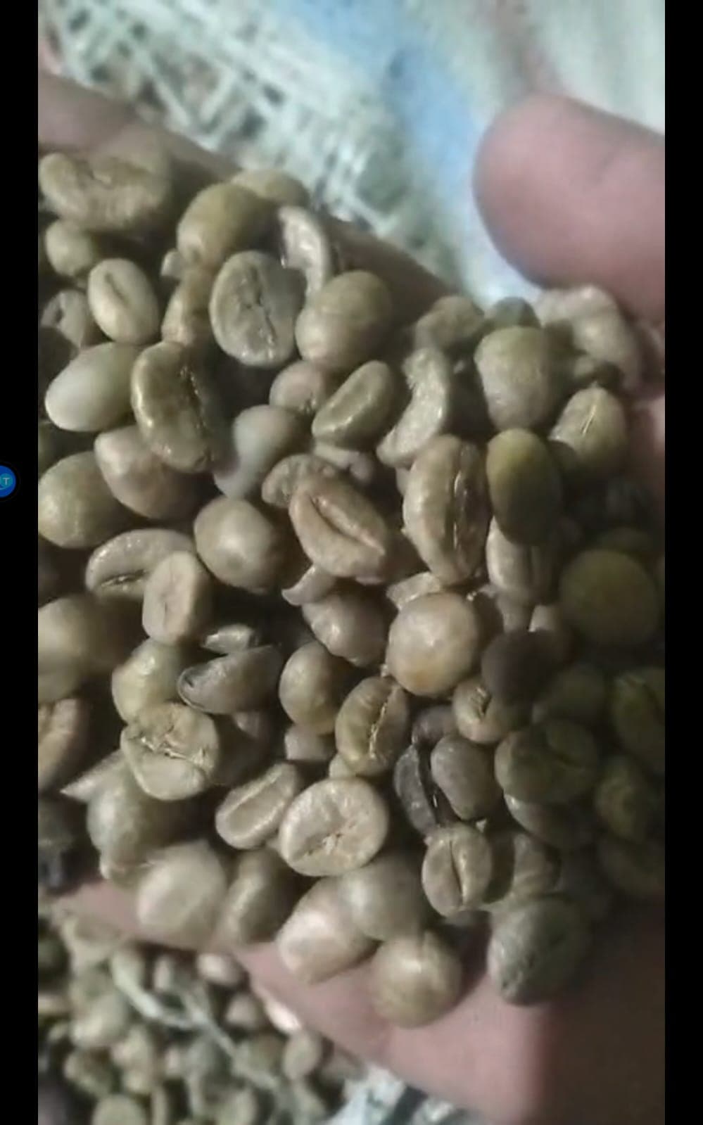 Raw Robusta Green Coffee Bean